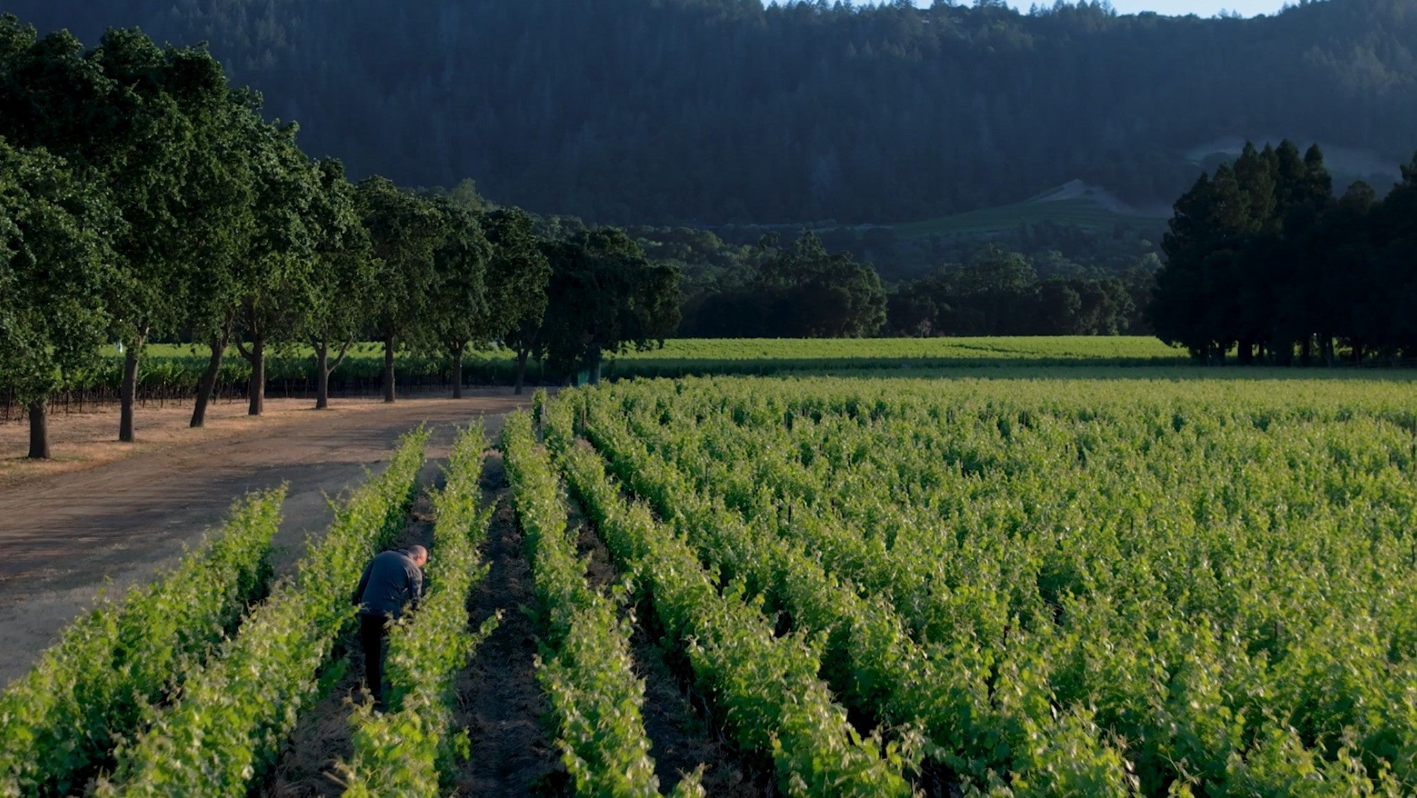 Schrader Kalon Vineyard